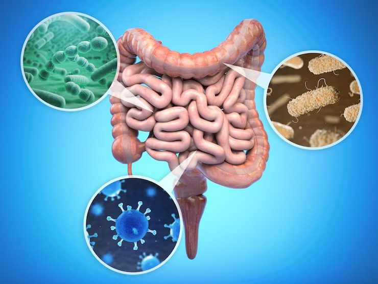 Prebiotics and probiotics foods for gut health
