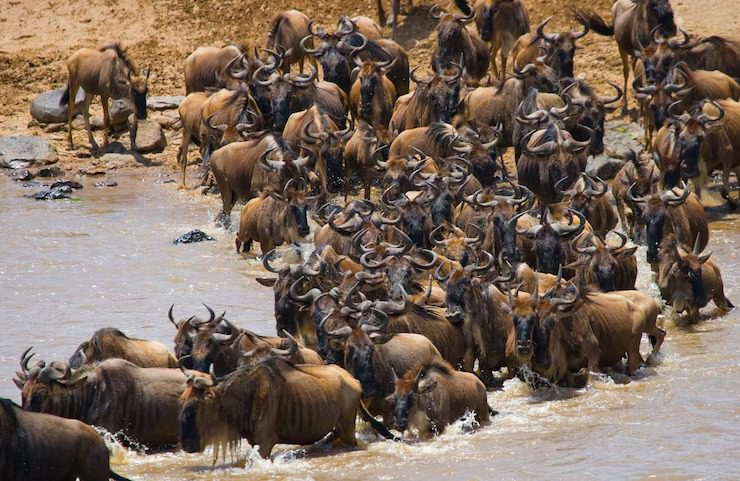 The Great Wildebeest Migration in Maasai Mara