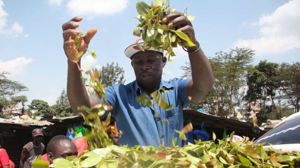 Kenyan miraa farmer